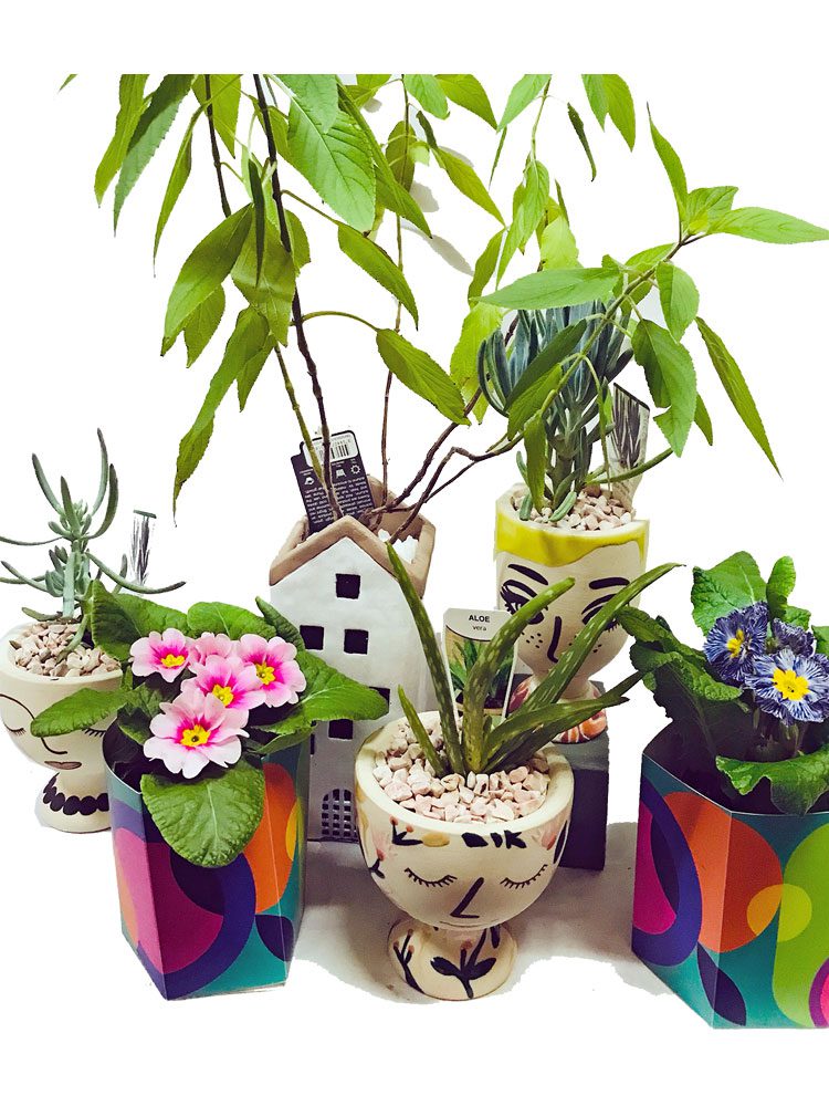 Seasonal Plants - Image 2