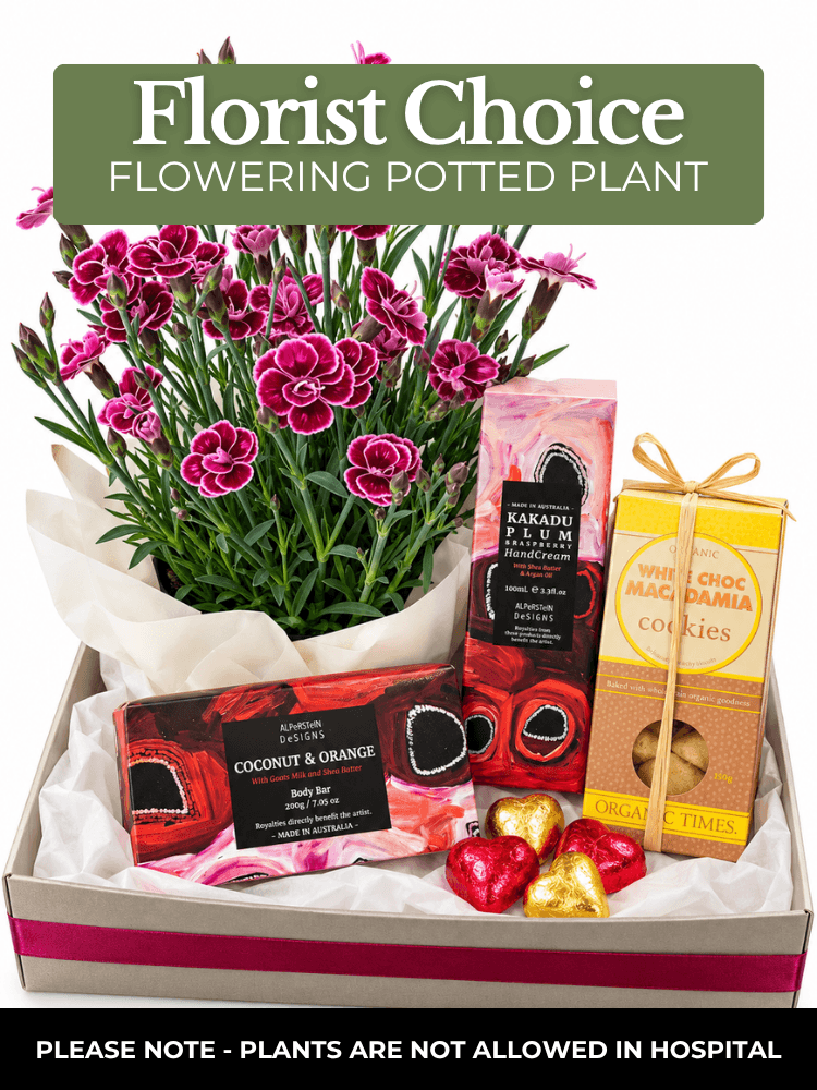 florist choice flowering plant gift hamper