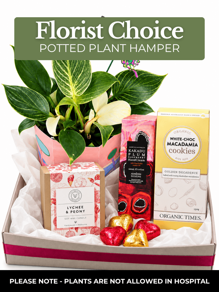 florist choice potted plant